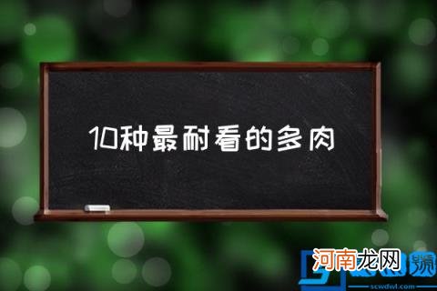 10种最耐看的多肉 十大最惊艳多肉？