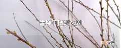 雪柳干枝怎么养