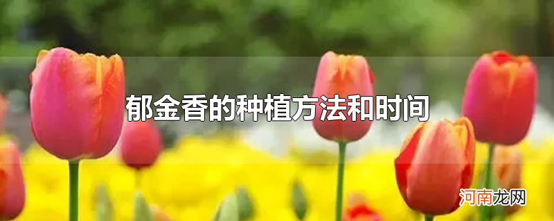 郁金香的种植方法和时间