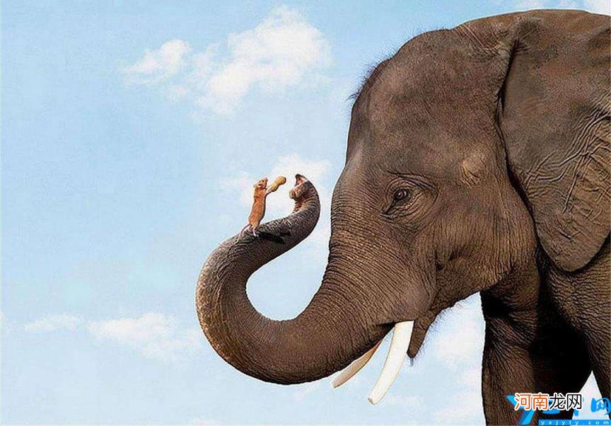 大象最怕的东西是什么 大象怕什么动物