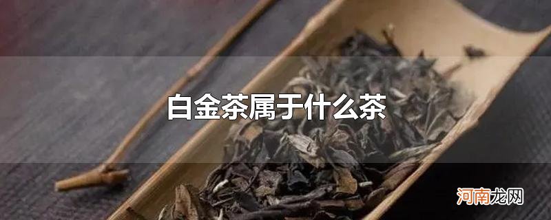 白金茶属于什么茶