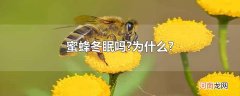 蜜蜂冬眠吗?为什么?