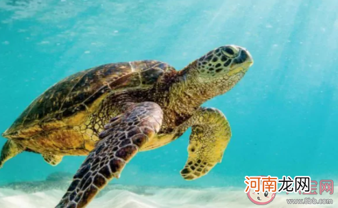 救助海龟采血|救助海龟需要采血时最合适的位置是尾部还是颈部 蚂蚁森林神奇海洋10月25日答案