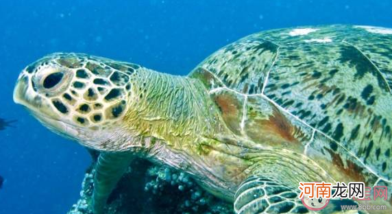 救助海龟采血|救助海龟需要采血时最合适的位置是尾部还是颈部 蚂蚁森林神奇海洋10月25日答案