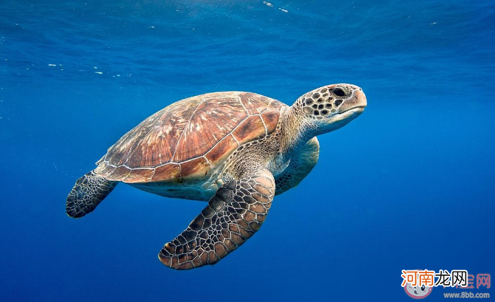 海龟|救助海龟需要采血时最合适的位置是颈部还是尾部 神奇海洋10月25日答案