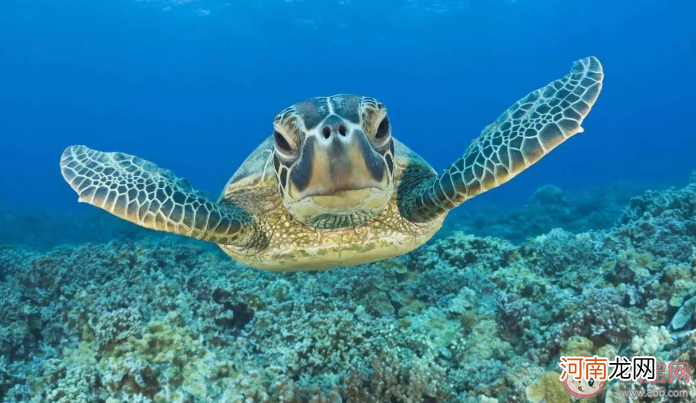 海龟|救助海龟需要采血时最合适的位置是颈部还是尾部 神奇海洋10月25日答案