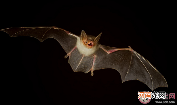 蝙蝠|蝙蝠总是倒挂着睡觉是有助于迅速起飞还是能让大脑清醒 蚂蚁庄园10月26日答案