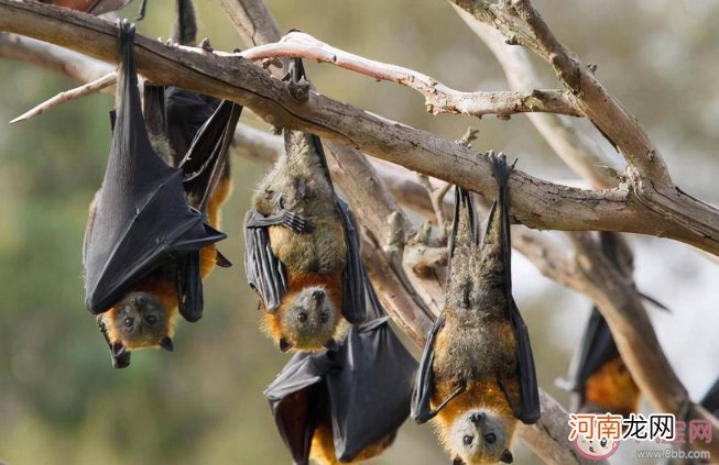蝙蝠|蝙蝠总是倒挂着睡觉是有助于迅速起飞还是能让大脑清醒 蚂蚁庄园10月26日答案
