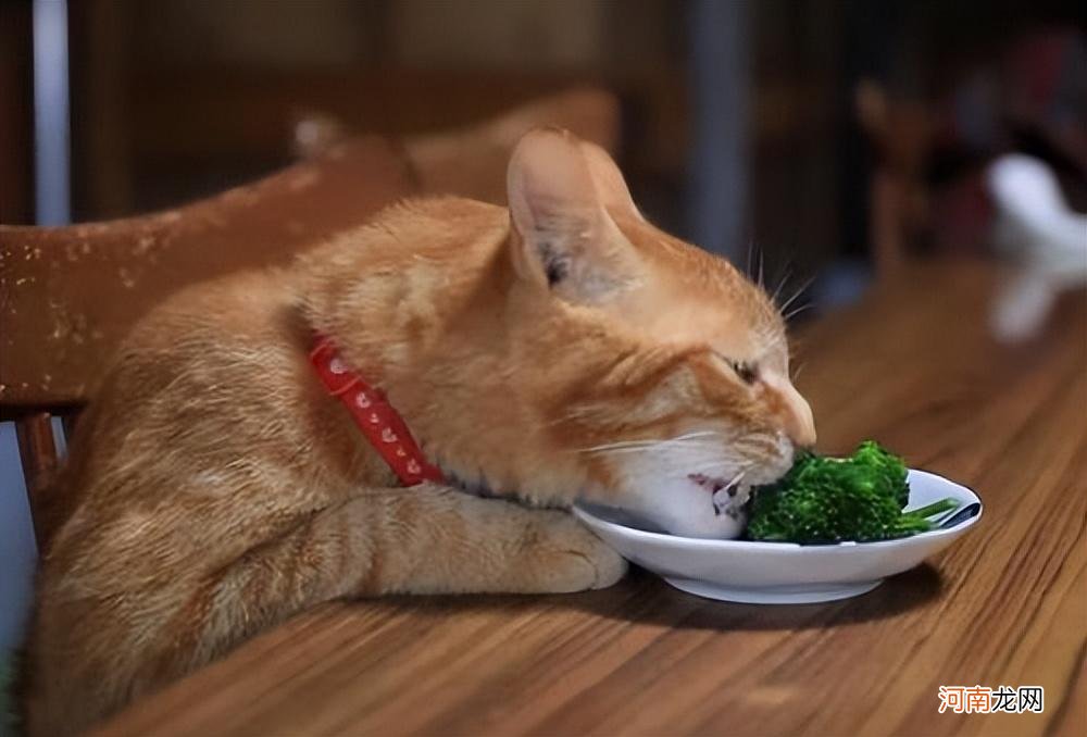 小猫除了吃猫粮还能吃什么 没有猫粮的情况下喂猫吃什么