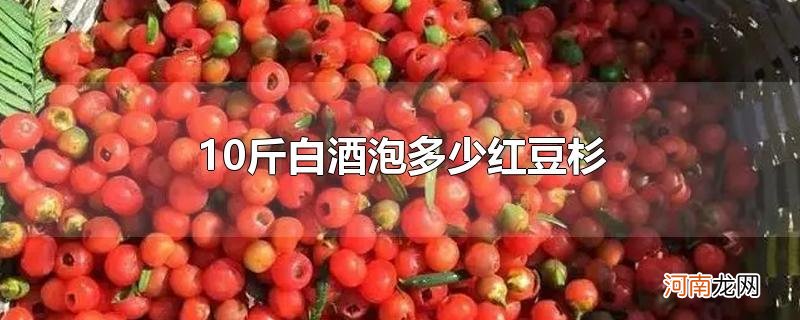 10斤白酒泡多少红豆杉