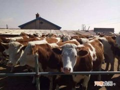 创业养牛国家扶持政策 农村创业养牛国家有无扶持的项目