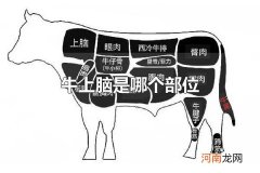 牛上脑是哪个部位 牛上脑是牛后颈部位的肉
