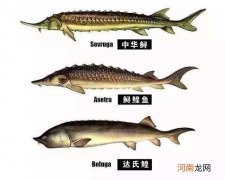 人工鲟鱼多少钱一斤 人工鲟鱼多少钱一斤价格