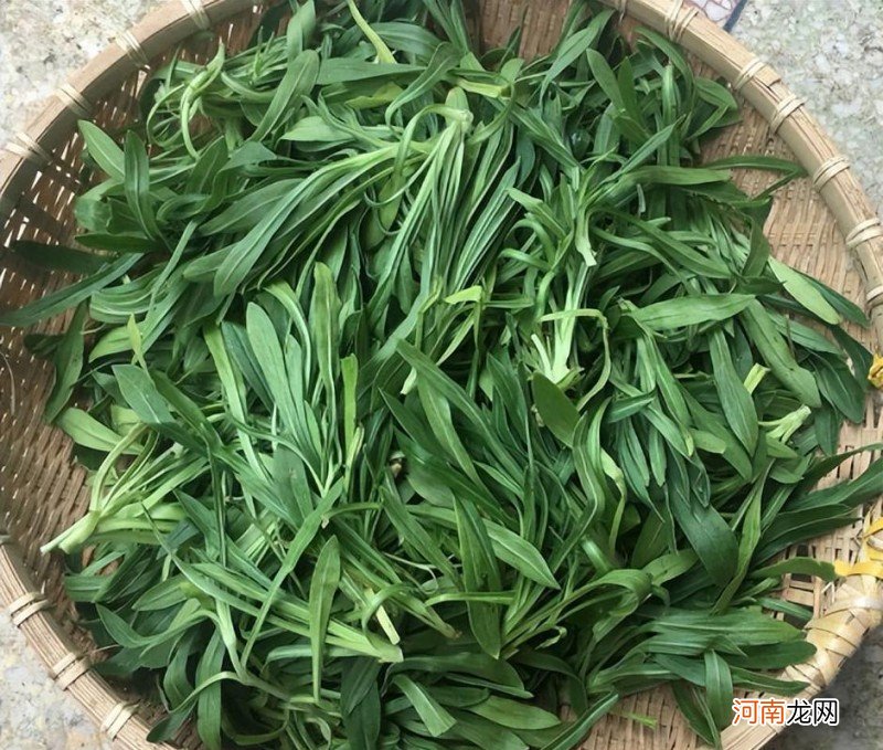 面条菜的吃法做法 面条菜是什么菜什么样子