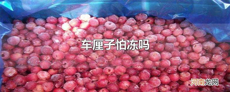 车厘子怕冻吗