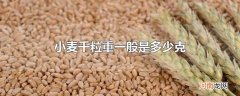 小麦千粒重一般是多少克