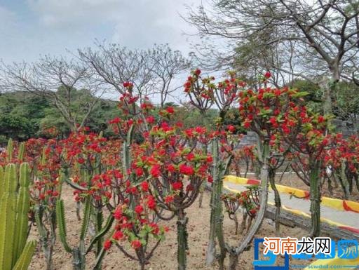 屋里养虎刺梅有毒吗 虎刺梅能放在屋里吗