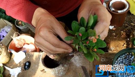 屋里养虎刺梅有毒吗 虎刺梅能放在屋里吗