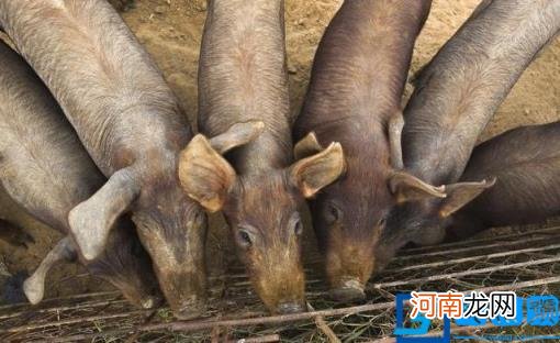 农村100种野菜图片猪吃的 猪吃什么野菜