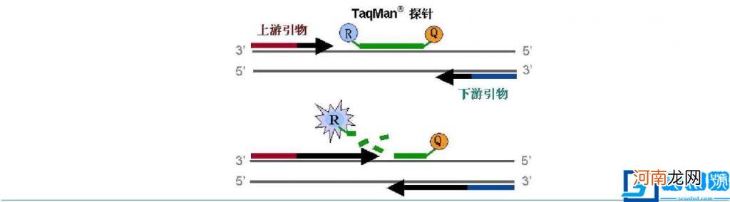 pcr过程图 pcr过程图解第四轮