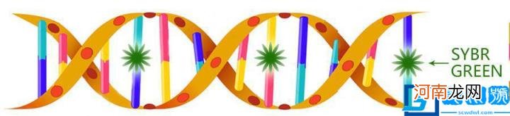 pcr过程图 pcr过程图解第四轮