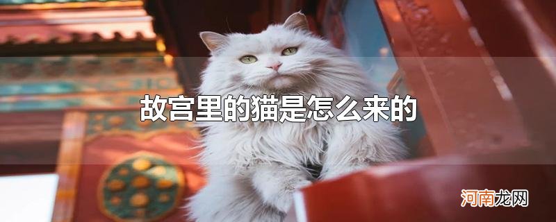 故宫里的猫是怎么来的