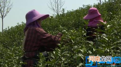 茅山青峰茶叶礼盒装多少钱一盒