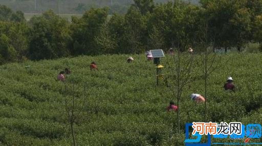 茅山青峰茶叶礼盒装多少钱一盒