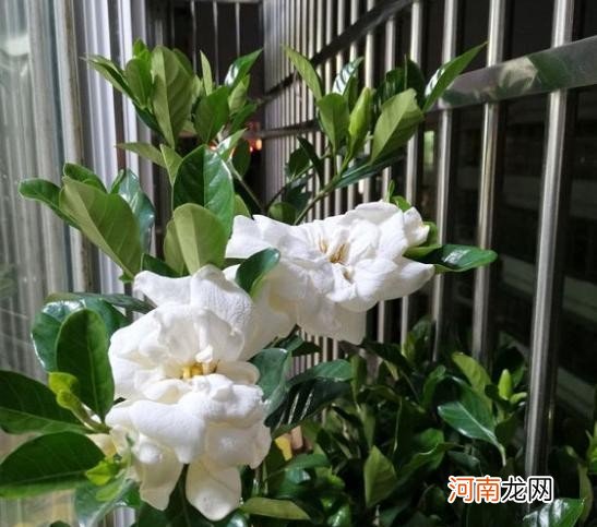 种养栀子花的注意事项有哪些 栀子花怎么养家庭养法