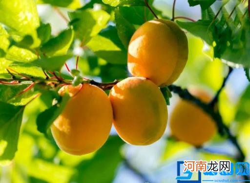 夏天的古诗简单 夏天的古诗简单四个字