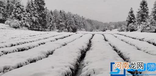 瑞雪兆兆丰年什么意思 瑞雪兆丰年是什么意思?