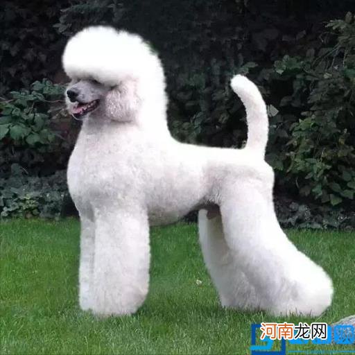 白色大型犬图片 白色的大型犬及图片