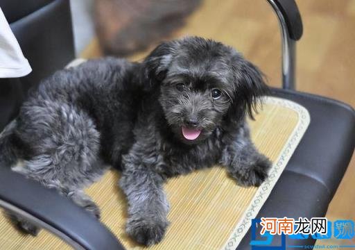 白色大型犬图片 白色的大型犬及图片