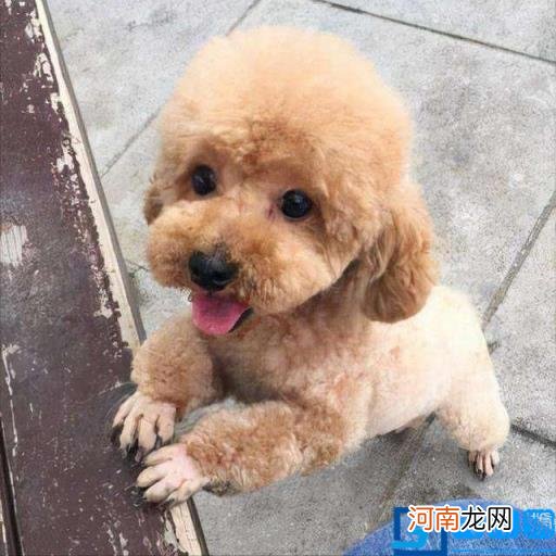 白色大型犬图片 白色的大型犬及图片