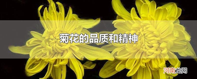 菊花的品质和精神