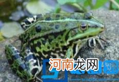 青蛙的特征和生活特征 青蛙的生活特点