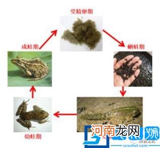 青蛙的特征和生活特征 青蛙的生活特点