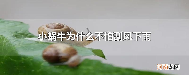 小蜗牛为什么不怕刮风下雨