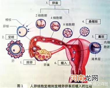 怎样知道自己怀孕了 女孩怎么查询自己是否可以怀孕？