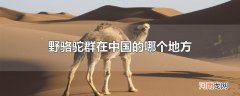 野骆驼群在中国的哪个地方