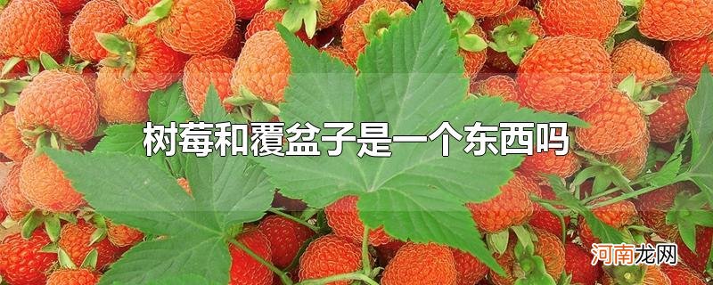 树莓和覆盆子是一个东西吗