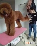 巨型贵宾犬多少钱一只 巨型贵宾犬多少钱一只棕色