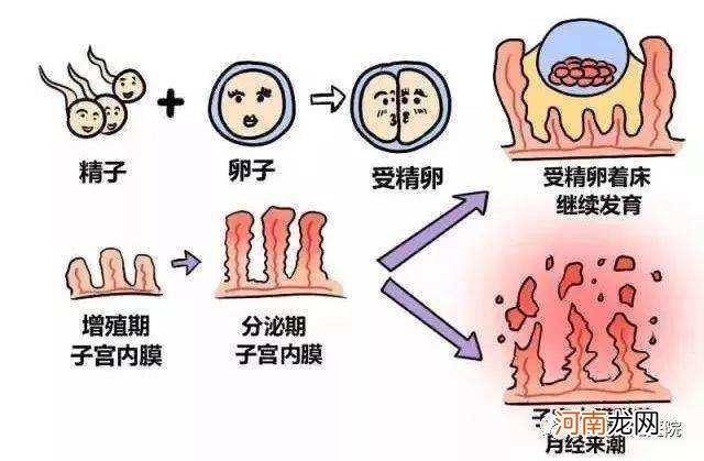 子宫内膜薄怎么办 子宫内膜薄月经量少该怎么调理