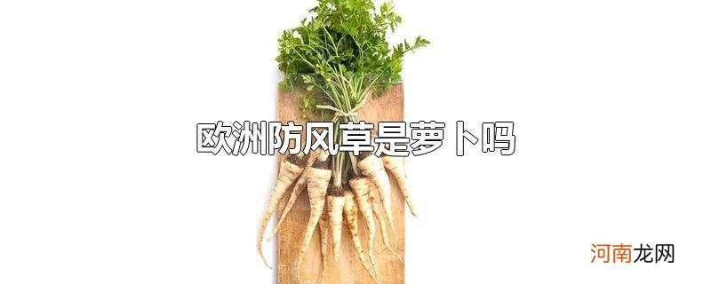 欧洲防风草是萝卜吗