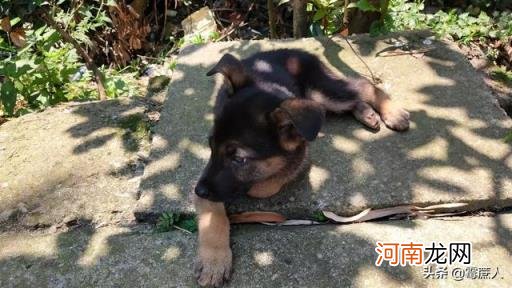 茶杯犬视频 我想买小狗多少钱一个？如何挑选？