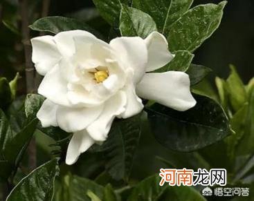 栀子花能晒太阳吗 刚买回来的栀子花能放在阳台上吗？