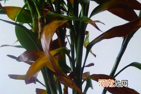 富贵竹叶子发黄怎么办 夏天富贵竹叶子发黄怎么办