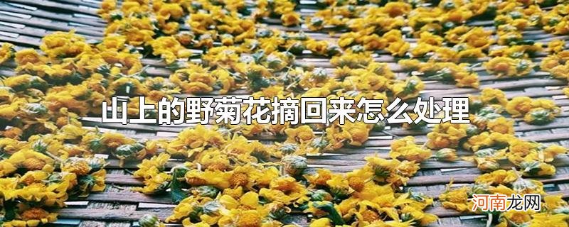 山上的野菊花摘回来怎么处理