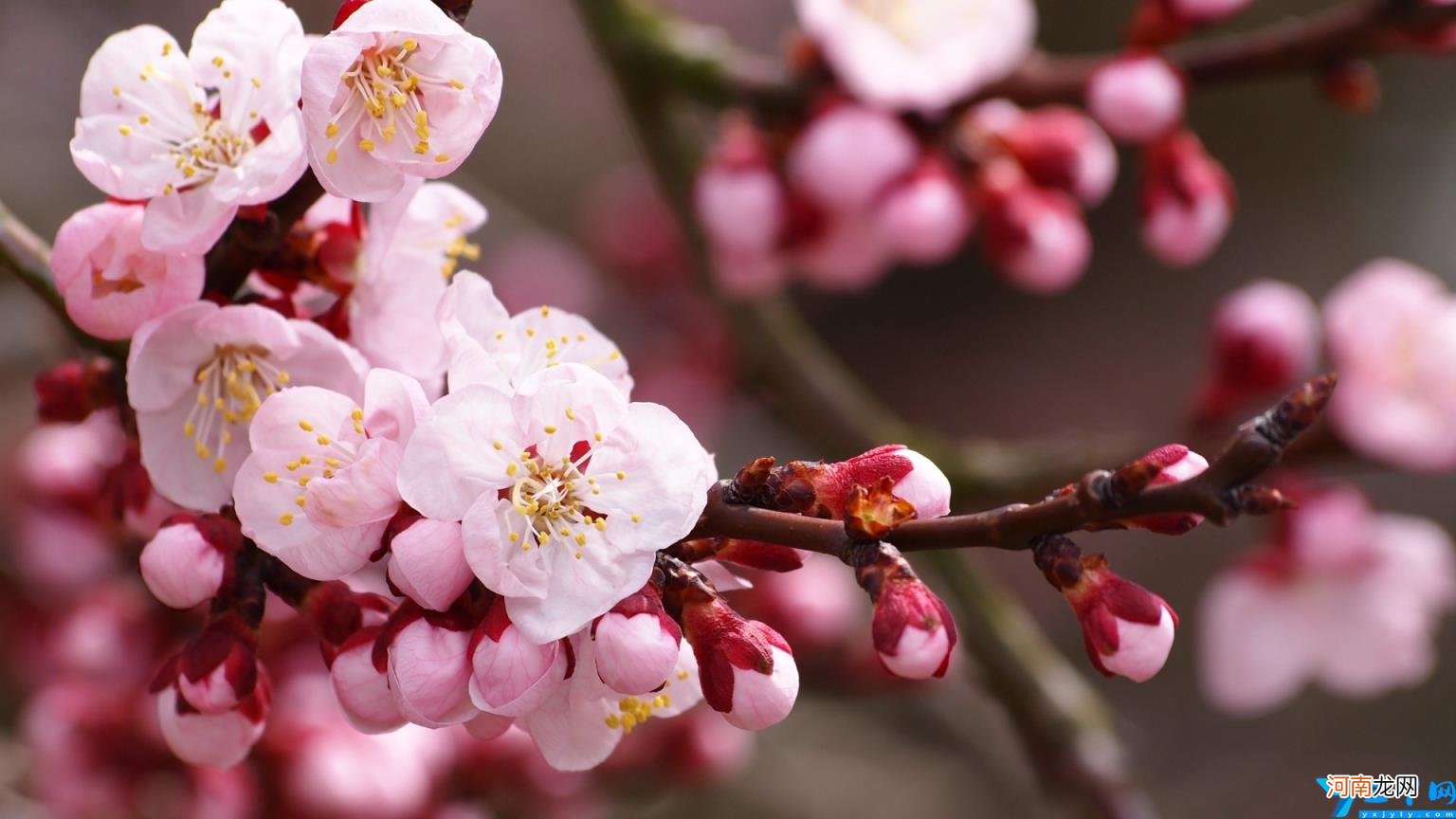 表达想念家人的句子 思念亲人的句子