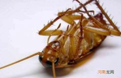 家里有蟑螂怎么办能除根 学佛人家里有蟑螂怎么办能除根